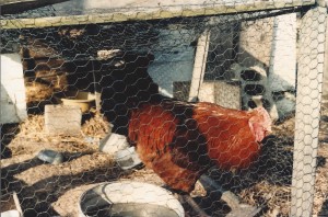 Rooster - Red 1980?